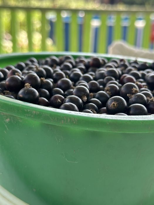 Продам смородину 7000 ведро