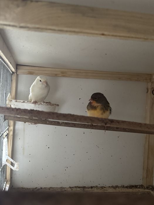 Canari