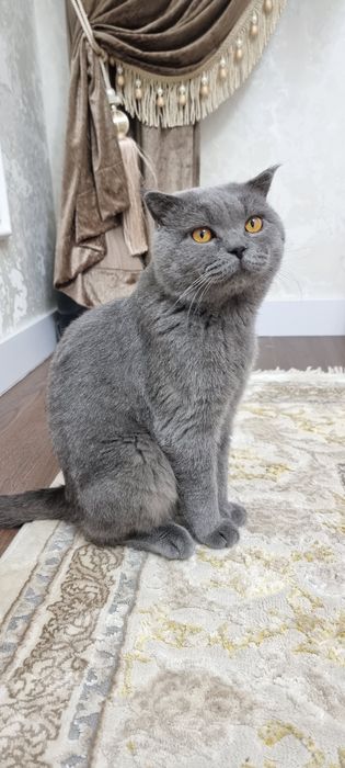 Вязка котов — приглашается невеста! Не продается!  Только вязка!