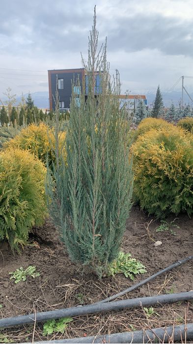 Газон озеленение