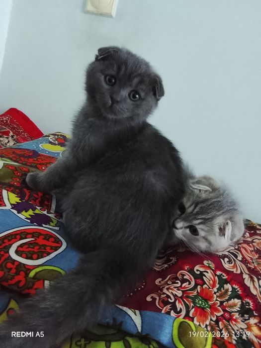 Skottiw fold mushukcha