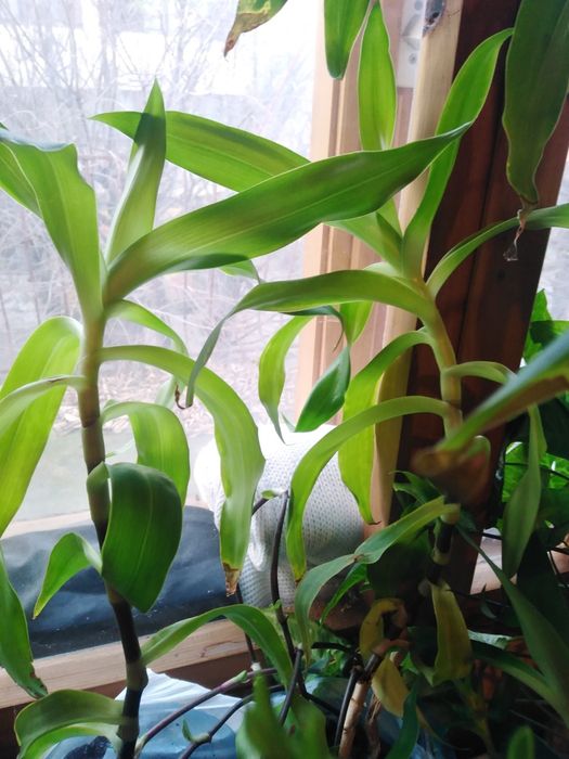 Семена, гиЛечебна КАЛИЗИЯ, Коледниче, КАЛАНХОЕ, Люти чушки дръвче в съ