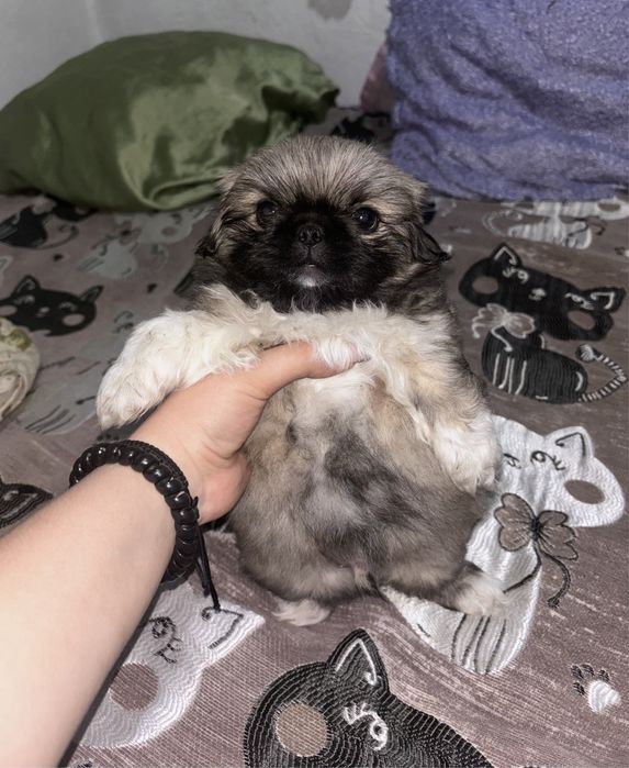 Продаёться пекинес