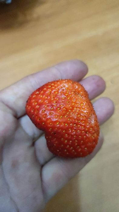 Рассада клубники