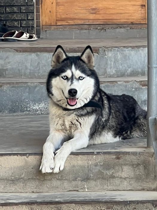 Сибирский хаски. Хаски