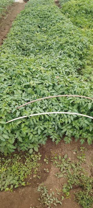 Продавам разсад на едро