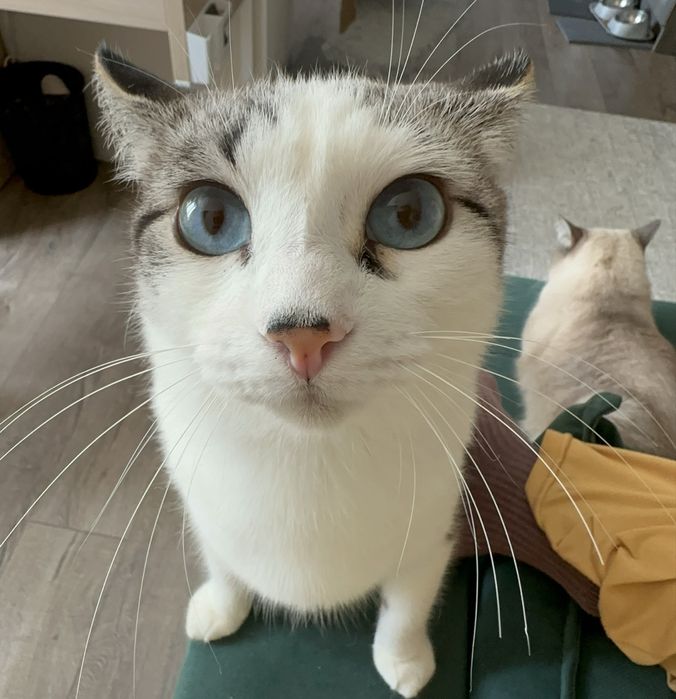 Коты в добрые руки