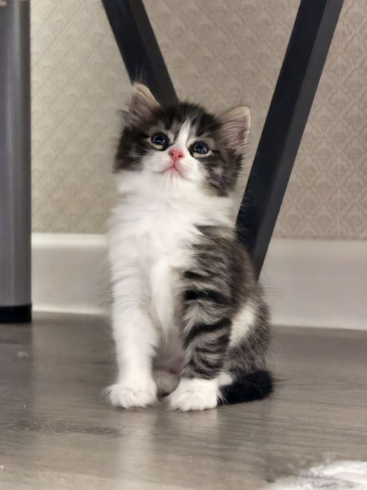 Котенок девочка бесплатно