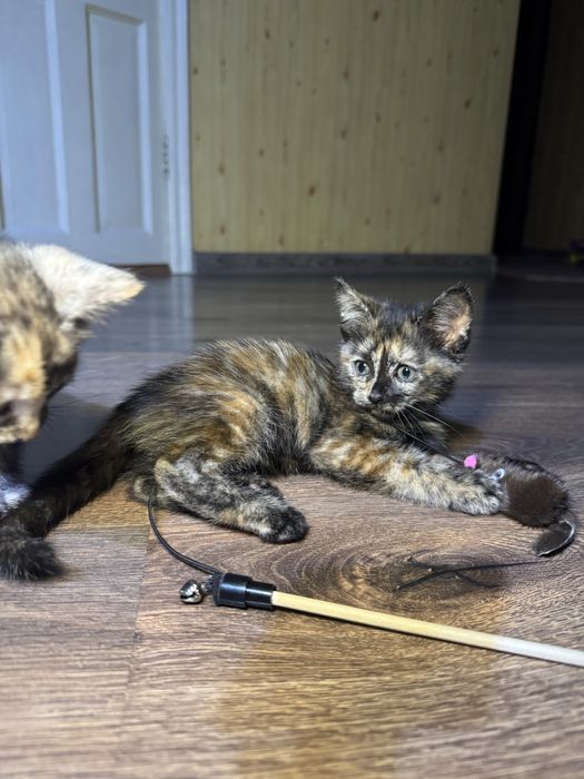 Отдам котят в надежные руки!