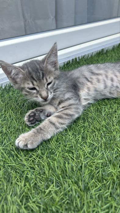 Pisicuti spre donatie