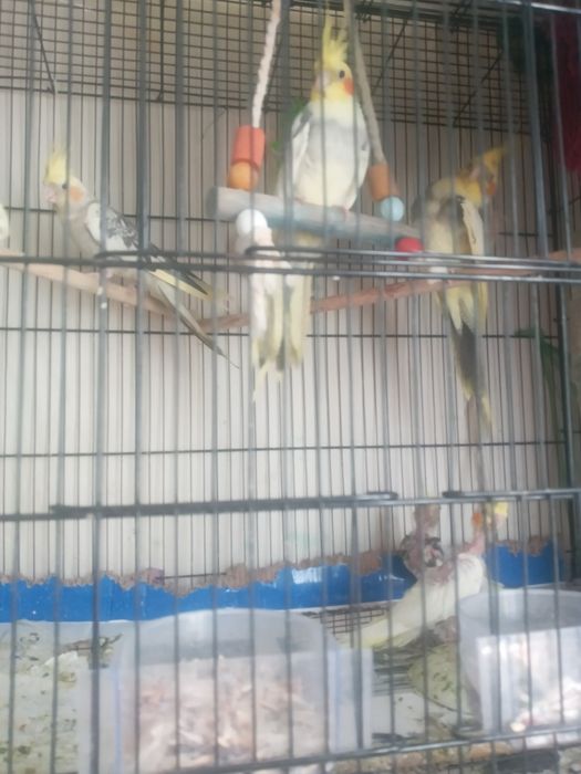 Karella qushlar sotladi