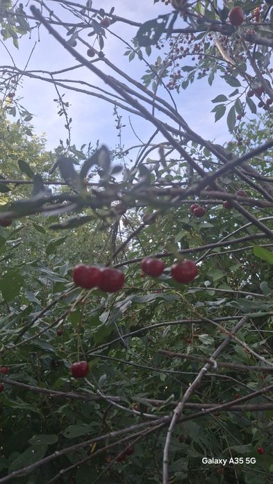 Продам домашнюю вишню