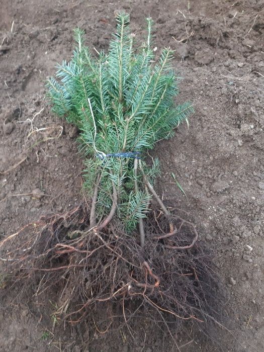 Pachet 600 buc. puieti-6 specii brad-infiintare Plantatie Pomi Craciun