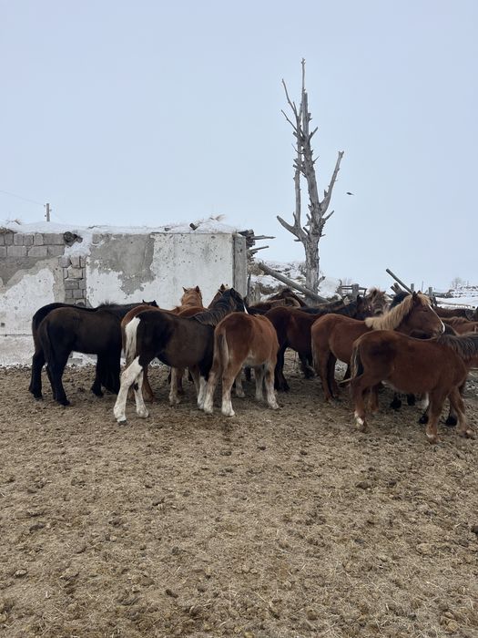 Продам тай оптом