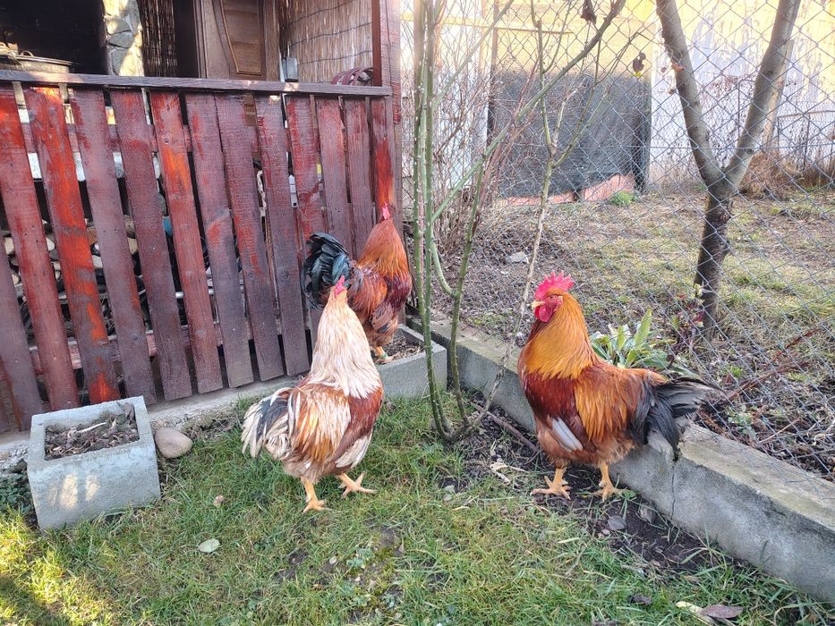 Cocosi diferite rase