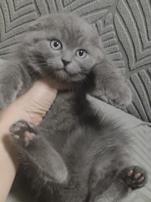 Плюшевые голубые котята