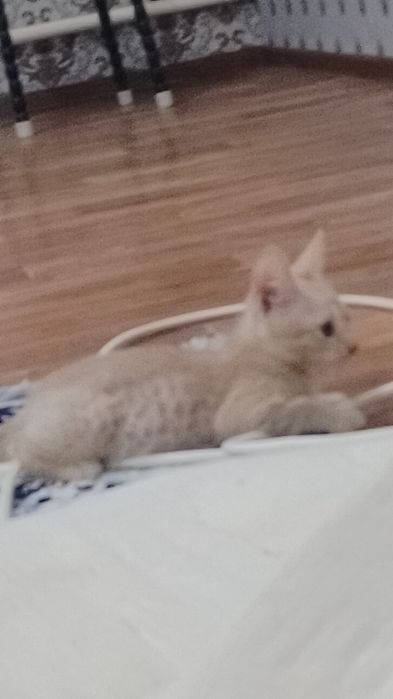 Мысық бала мысық