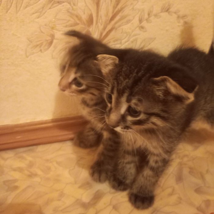 Вислоухие котята 1,5 месяца