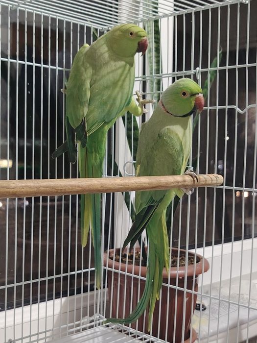 Продается пара ожереловых попугаев.