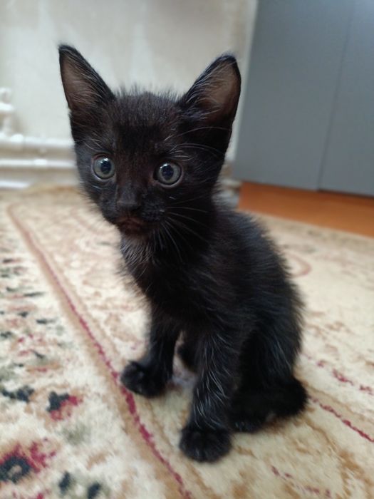 Отдам котят в добрые руки