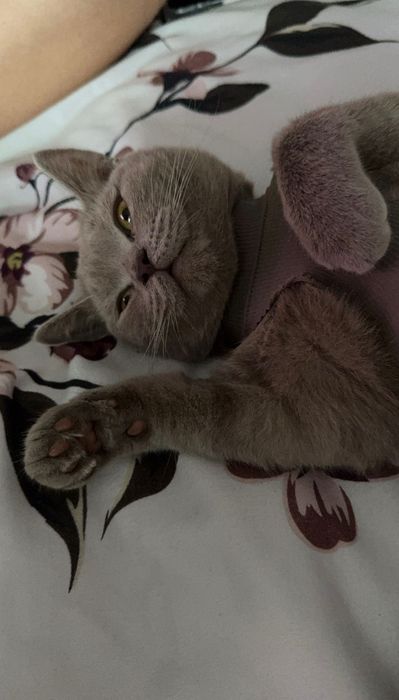 British Shorthair femelă, fără pedigree, provenită de la breeder.