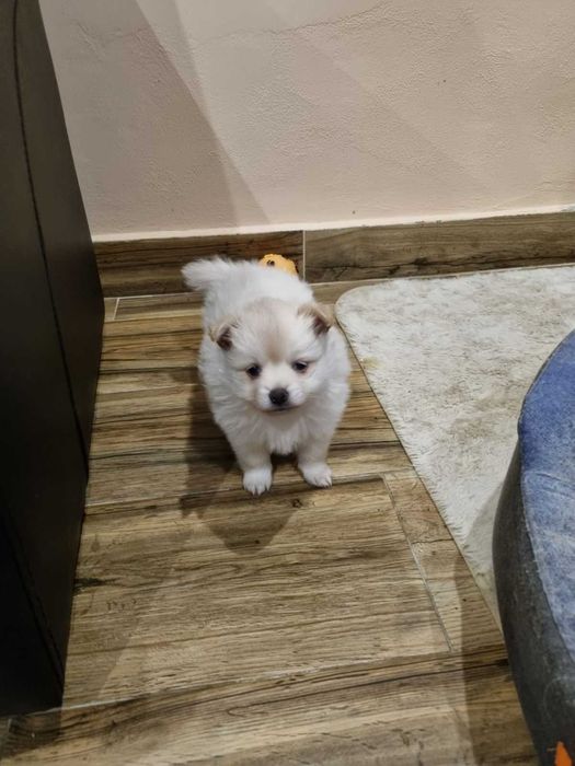 Продавам мини шпицове