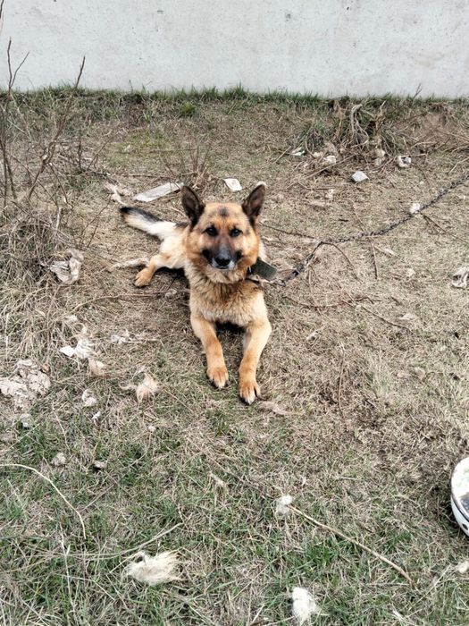 Продам овчарку