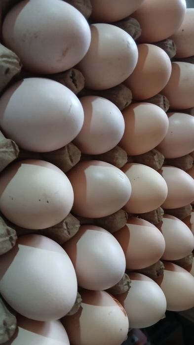 Gigant Qora shahzoda   tovuqlari, joʻjalari va tuxumlari sotiladi