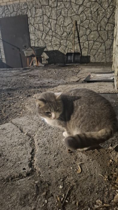 Отдам кошку бесплатно