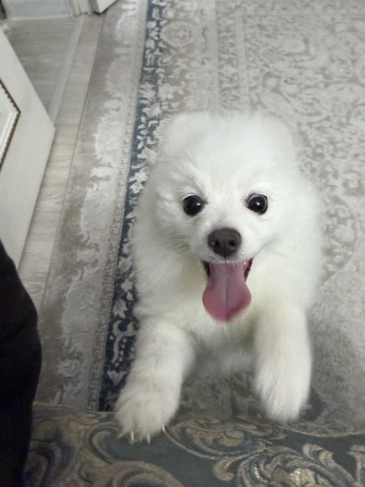 Померанский шпиц