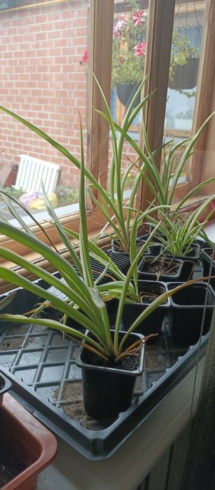 Продаю денежное дерево, хлорофитум, Город