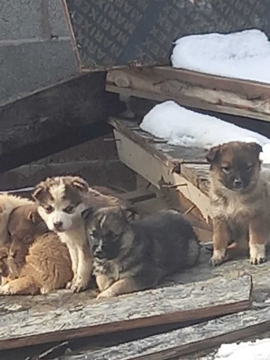 Отдам щенков срочно