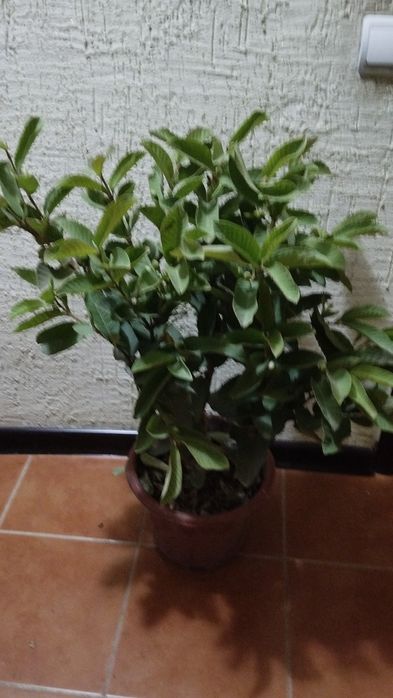 Гуаява (гуава) с плодами