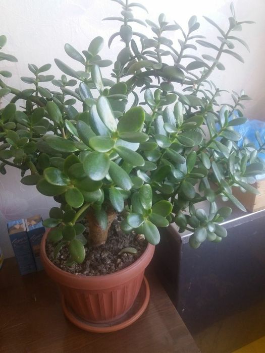 Денежное  дерево