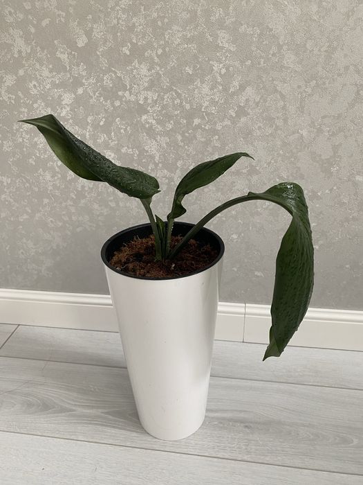 Продам эухарис цветок