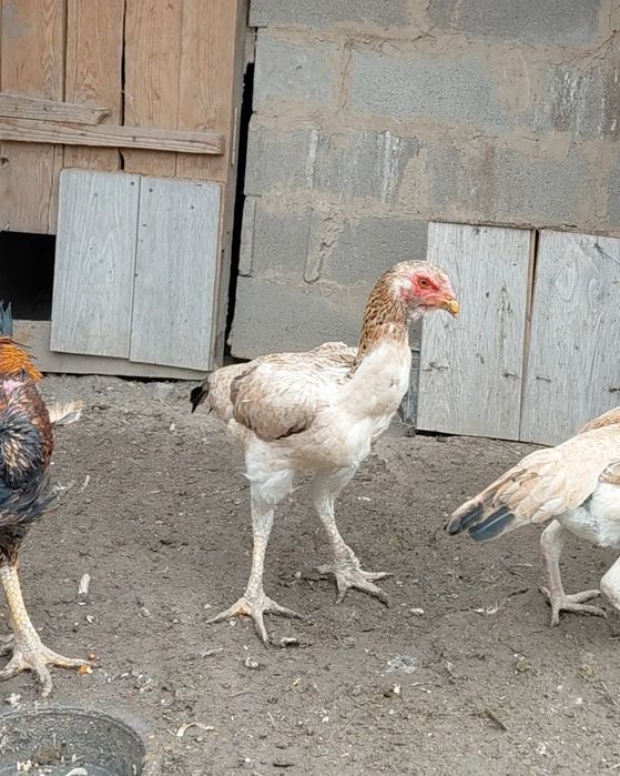 Дакан тауық сатылады