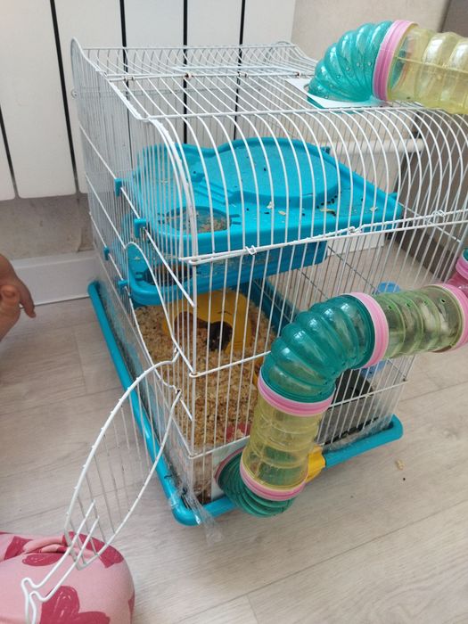 Хомячки ручные хомяк