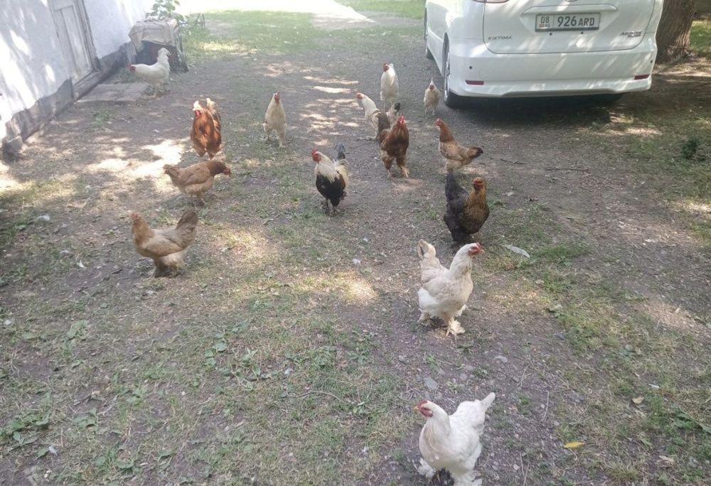 Тауық бар бар бар