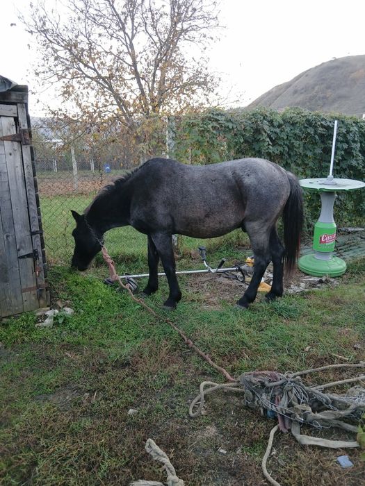 Vand cal orlat sibiu