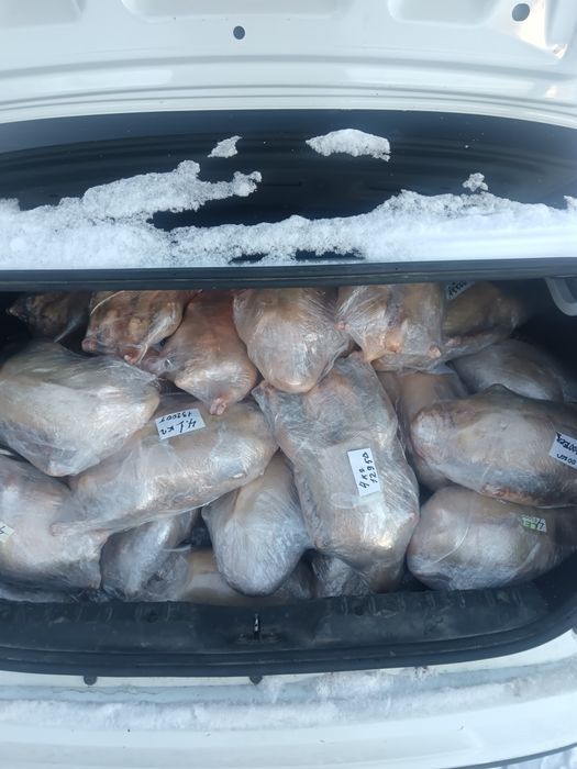 Гусыни  қаз еті сатылады