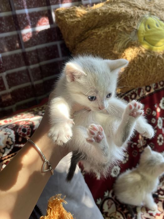 Котятя в добрые руки бесплатно