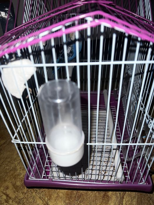 Волнистый попугай