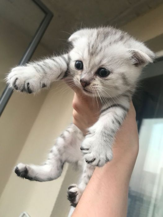 Вислоухий котенок