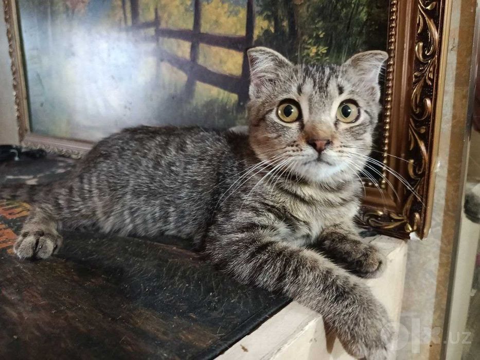 Котята в добрые руки Страйт и фолд..