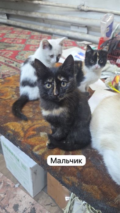 Котята в хорошие руки