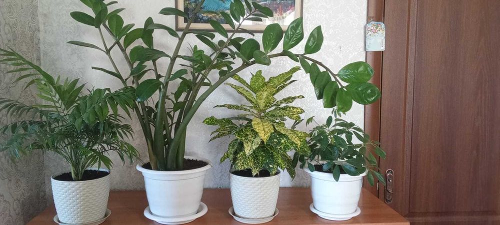 Продам комнатные растения,цветы