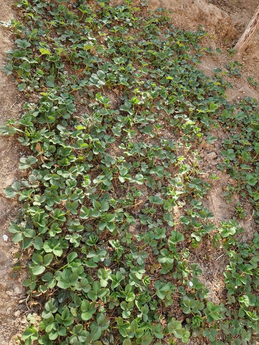 Клубника                     .