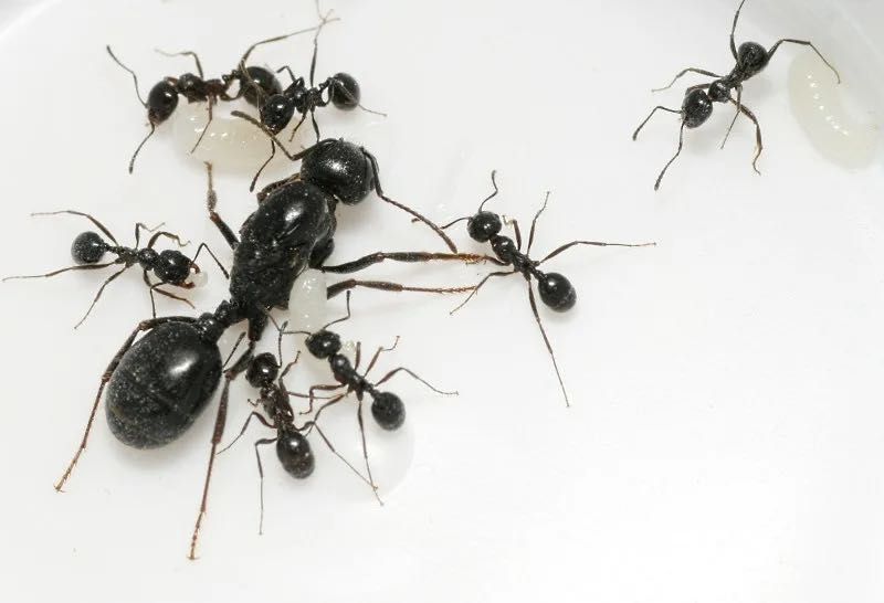 Муравьи Жнецы - Messor Structor