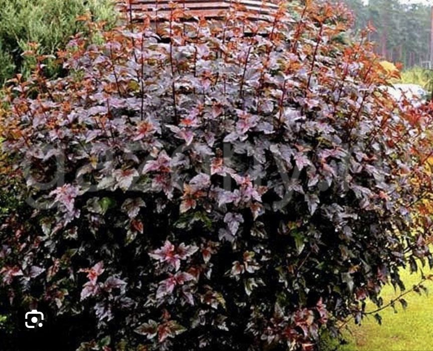 Пузыриплодник диабло калинолистный