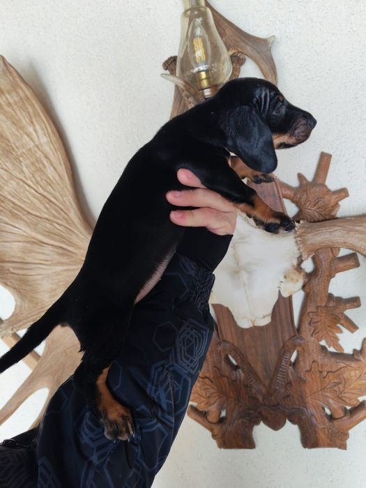 Fetița teckel mini neagra cu pete de foc